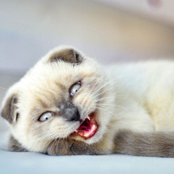 Parvovirus