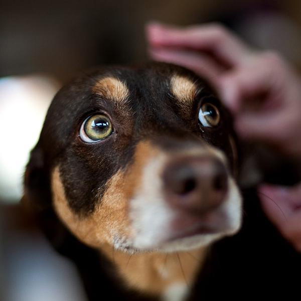 Distemper